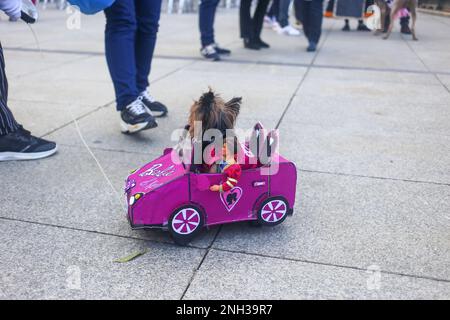 Aviles, Asturien, Spanien. 19. Februar 2023. Aviles, SPANIEN: Ein Hund im Barbie-Auto mit Ken während des Antroxaes-Tierwettbewerbs am 18. Februar 2023 in Aviles, Spanien. (Kreditbild: © Alberto Brevers/Pacific Press via ZUMA Press Wire) NUR ZUR REDAKTIONELLEN VERWENDUNG! Nicht für den kommerziellen GEBRAUCH! Stockfoto