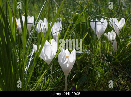 Frühlingsblumen von Giant Dutch Crocus vernus Joan of Arc (Jeanne D'Arc ) wachsen im Gras mit salsifigem Laub UK Garden March Stockfoto