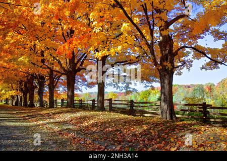 Schotterstraße mit herbstlichen Ahornbäumen im ländlichen Ontario, Bäumen an Zäunen und lebhaftem Laub Stockfoto