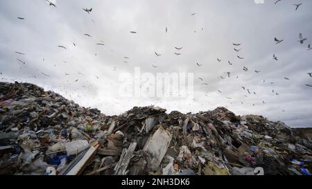 Möwen, die über der Mülldeponie vor der Stadt kreisen. Stockfoto