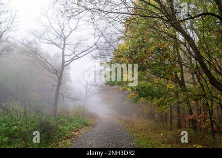 Die Strecke führt an einem frühen Herbstmorgen im Clowes Wood in Kent in den Nebel der Wälder. Auf einer Seite der Rennstrecke über Bäume herabhängen. Stockfoto