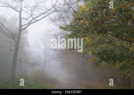 Die Strecke führt an einem frühen Herbstmorgen im Clowes Wood in Kent in den Nebel der Wälder. Auf einer Seite der Rennstrecke über Bäume herabhängen. Stockfoto