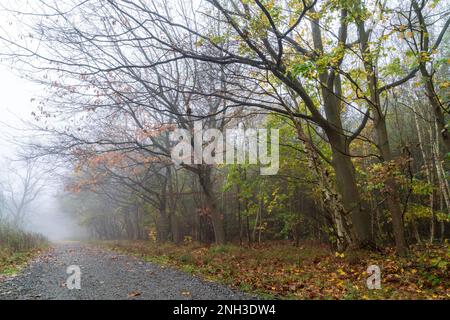 Die Strecke führt an einem frühen Herbstmorgen im Clowes Wood in Kent in den Nebel der Wälder. Auf einer Seite der Rennstrecke über Bäume herabhängen. Stockfoto