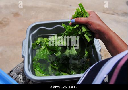 Kürbisblätter werden verwendet, um eine gesunde Mahlzeit in Südafrika zuzubereiten. Ökologischer Landbau ist in ländlichen Häusern auf dem Lande weit verbreitet Stockfoto