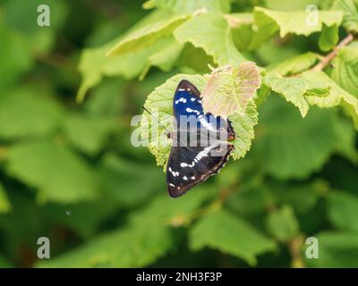 Lila Schmetterling Kaiser Stockfoto