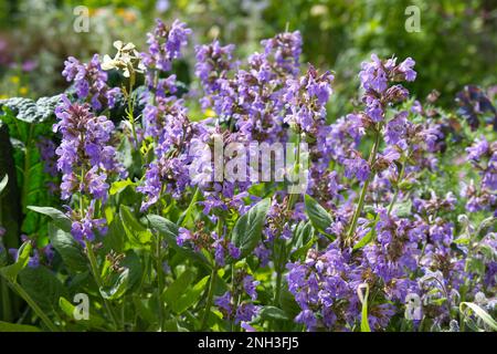 Blaue Sommerblumen von Salbei, Salvia officinalis im britischen Garten Mai Stockfoto