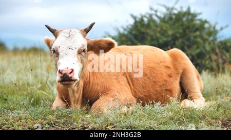 Rote Stiere, die an bewölkten Tagen auf einer Weide weiden. Stockfoto