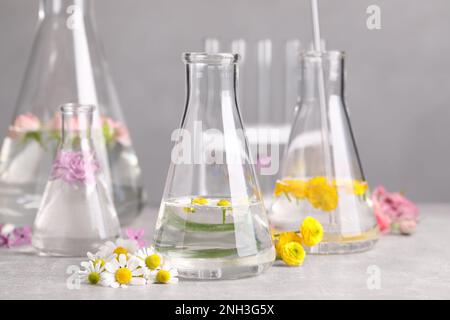 Kolben mit verschiedenen Blumen auf dem Lichttisch. Ätherische Ölextraktion Stockfoto