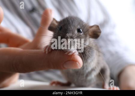 Frau mit süßer, kleiner Ratte auf dem Sofa, Nahaufnahme Stockfoto