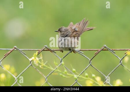 Juvenile Dunnock-Prunella modularis auf einem Drahtzaun. Stockfoto