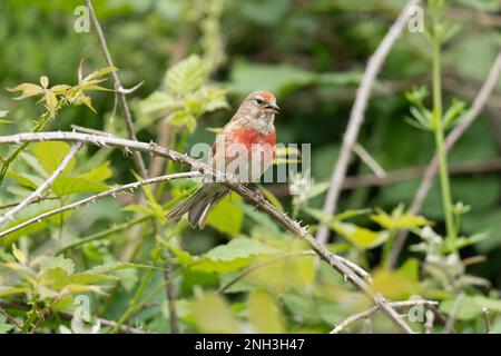 Männliche Common Linnet- Linaria Cannabina an Barmel durchtrennt. Stockfoto