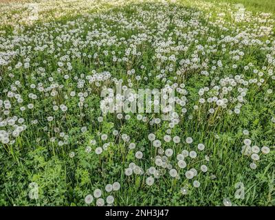 Flauschige weiße Löwenzahnblumen im Frühling - Rumänien Stockfoto