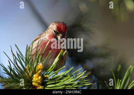 Birkenzeisig, Männchen, Prachtkleid, Birken-Zeisig, Zeisig, Taiga-Birkenzeisig, Taigabirkenzeisig, Carduelis flammea, Acanthis flammea, Carduelis flam Stockfoto