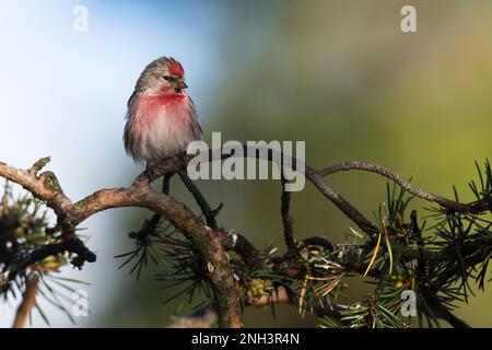 Birkenzeisig, Männchen, Prachtkleid, Birken-Zeisig, Zeisig, Taiga-Birkenzeisig, Taigabirkenzeisig, Carduelis flammea, Acanthis flammea, Carduelis flam Stockfoto