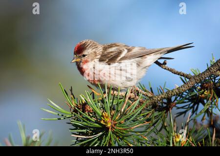 Birkenzeisig, Männchen, Prachtkleid, Birken-Zeisig, Zeisig, Taiga-Birkenzeisig, Taigabirkenzeisig, Carduelis flammea, Acanthis flammea, Carduelis flam Stockfoto