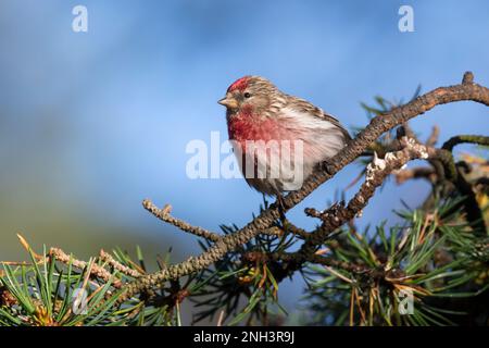 Birkenzeisig, Männchen, Prachtkleid, Birken-Zeisig, Zeisig, Taiga-Birkenzeisig, Taigabirkenzeisig, Carduelis flammea, Acanthis flammea, Carduelis flam Stockfoto