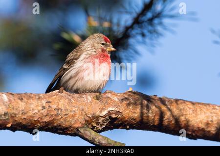 Birkenzeisig, Männchen, Prachtkleid, Birken-Zeisig, Zeisig, Taiga-Birkenzeisig, Taigabirkenzeisig, Carduelis flammea, Acanthis flammea, Carduelis flam Stockfoto
