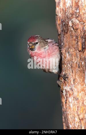 Birkenzeisig, Männchen, Prachtkleid, Birken-Zeisig, Zeisig, Taiga-Birkenzeisig, Taigabirkenzeisig, Carduelis flammea, Acanthis flammea, Carduelis flam Stockfoto
