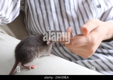 Frau mit süßer, kleiner Ratte auf dem Sofa, Nahaufnahme Stockfoto