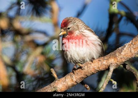 Birkenzeisig, Männchen, Prachtkleid, Birken-Zeisig, Zeisig, Taiga-Birkenzeisig, Taigabirkenzeisig, Carduelis flammea, Acanthis flammea, Carduelis flam Stockfoto