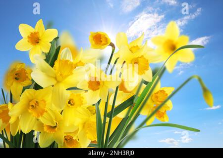 Wunderschöne gelbe Narzissen im Freien an sonnigen Tagen Stockfoto
