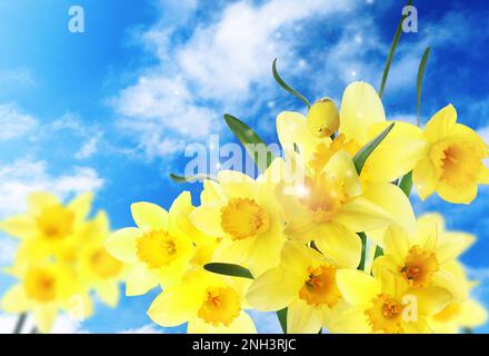 Wunderschöne gelbe Narzissen im Freien an sonnigen Tagen Stockfoto