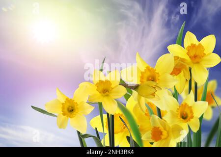 Wunderschöne gelbe Narzissen im Freien an sonnigen Tagen Stockfoto
