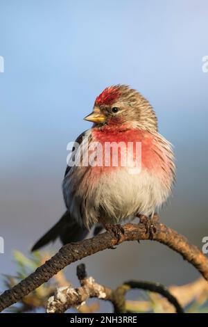 Birkenzeisig, Männchen, Prachtkleid, Birken-Zeisig, Zeisig, Taiga-Birkenzeisig, Taigabirkenzeisig, Carduelis flammea, Acanthis flammea, Carduelis flam Stockfoto