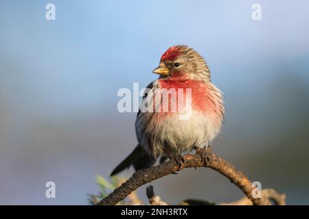 Birkenzeisig, Männchen, Prachtkleid, Birken-Zeisig, Zeisig, Taiga-Birkenzeisig, Taigabirkenzeisig, Carduelis flammea, Acanthis flammea, Carduelis flam Stockfoto