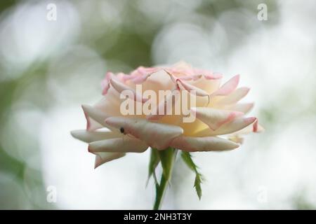 Cremige Rose im Garten aus nächster Nähe Stockfoto