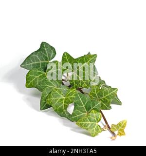 Ivy, Hedera, isoliert vor weißem Hintergrund Stockfoto