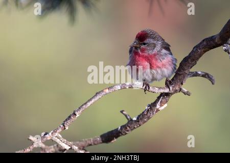 Birkenzeisig, Männchen, Prachtkleid, Birken-Zeisig, Zeisig, Taiga-Birkenzeisig, Taigabirkenzeisig, Carduelis flammea, Acanthis flammea, Carduelis flam Stockfoto
