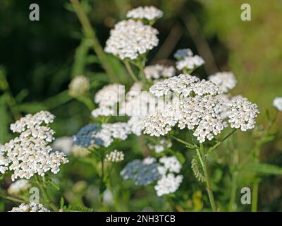 Blühende Schafgarbe in Nahaufnahme Stockfoto