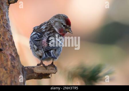 Birkenzeisig, Männchen, Prachtkleid, Birken-Zeisig, Zeisig, Taiga-Birkenzeisig, Taigabirkenzeisig, Carduelis flammea, Acanthis flammea, Carduelis flam Stockfoto