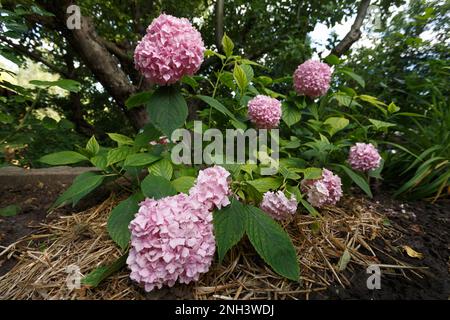 Rosa großblättrige Hortensien im Garten Stockfoto