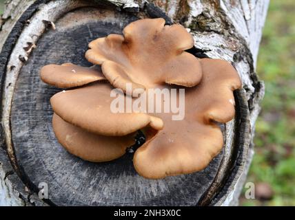 In der Wildnis wachsen Austernpilze (Pleurotus ostreatus) auf Baumstämmen Stockfoto