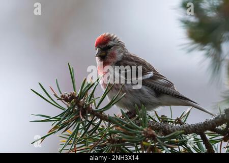 Birkenzeisig, Männchen, Prachtkleid, Birken-Zeisig, Zeisig, Taiga-Birkenzeisig, Taigabirkenzeisig, Carduelis flammea, Acanthis flammea, Carduelis flam Stockfoto