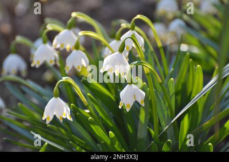 Im Frühling blüht das Leucojum vernum in freier Wildbahn Stockfoto