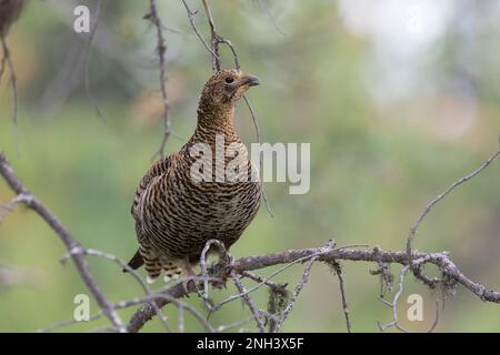 Birkhuhn, Birkwild, Weibchen, Henne, Lyrurus tetrix, Tetrao tetrix, Schwarzwild, Schwarzhühner, Nordschwarzhühner, eurasische Schwarzhühner, Schwarzhahn, Stockfoto