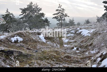 Winterlandschaft mit Schnee, Bäumen und Frost Stockfoto