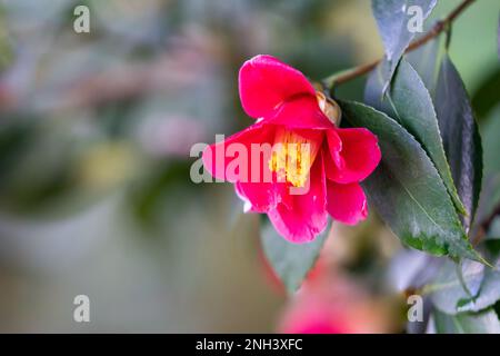 Camellia sasanqua, mit dem gebräuchlichen Namen sasanqua. Camellia im Palmenhaus. Stockfoto