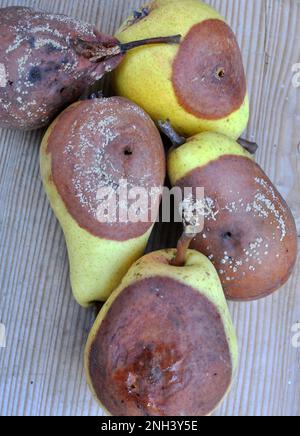 Birnenfrüchte sind mit dem Pilz Monilinia fructigena infiziert Stockfoto