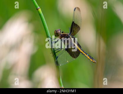 Eine wunderschöne weibliche Witwe Skimmer Libelle, die kurz zwischen den Jagdausflügen hoch steht. Stockfoto