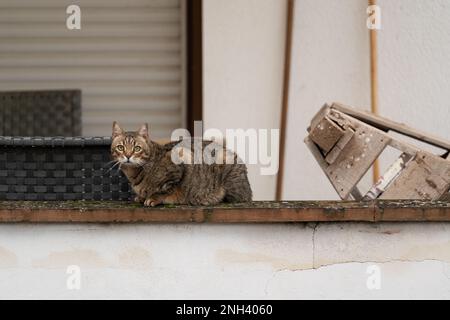 Eine europäische Kurzhaarkatze mit braunem und grauem Fell liegt an einer Wand im Hinterhof und entspannt Stockfoto