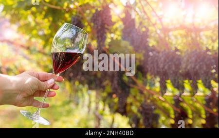 Wunderschöne Frau träumt von Rotwein und genießt den Sommeraufenthalt in Weinbergen an einem schönen sonnigen Tag. Eine Frau, die Rotwein trinkt. Erntesaison. Hochwertiges Foto Stockfoto