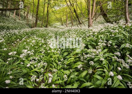 Allium Ursinum oder Wld Knoblauch, auch bekannt als Ransoms, in Blüten und im Yorkshire Dales National Park zu sehen Stockfoto
