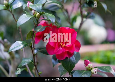 Halb-Doppel-Camellia japonica. Blume mit zwei oder mehr Reihen großer normaler, unregelmäßiger oder loser Blütenblätter Stockfoto
