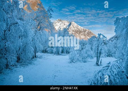 Eine ruhige Winterszene mit schneebedeckten Bäumen und fernen Bergen, die von sanftem Morgenlicht beleuchtet werden, schafft eine ruhige Atmosphäre. Stockfoto