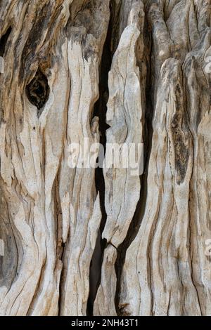 Detail eines alten belllosen Olivenbaums in der Toskana Stockfoto