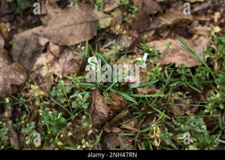 Schneeflocken im Frühling mit Gras und Laub aus nächster Nähe Stockfoto